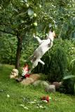 Кто сказал, что собаки не летают? Видно, сильно яблочка захотелось.