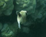Обиделся...cube boxfish