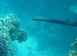 Cornetfish