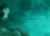 Bluespotted lagoon ray