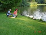 Городской Парк в Баден-Бадене!Белые лебеди- практически ручные!