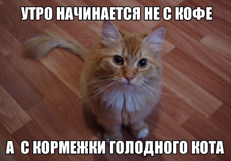 покорми кота