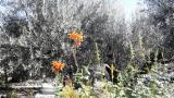 Цветы гефсимансокого сада