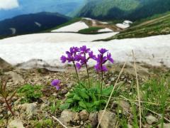 Альпийские луга