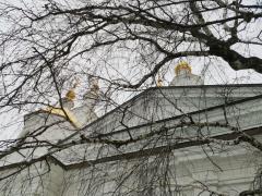 Неудалимая береза у Казанского храма