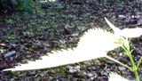 Крапива-аллигатор
