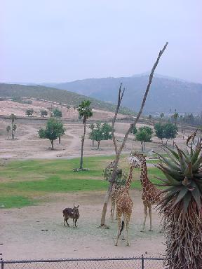Жирафы обглодали пальму